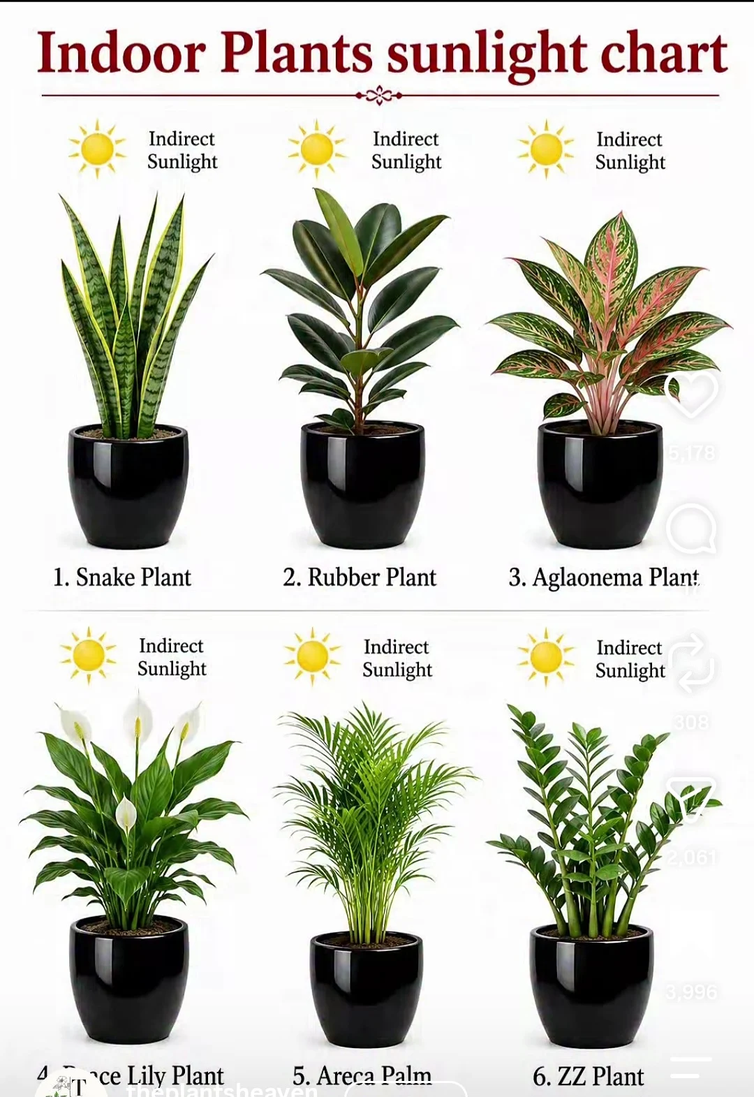 Importance of Indoor Plants