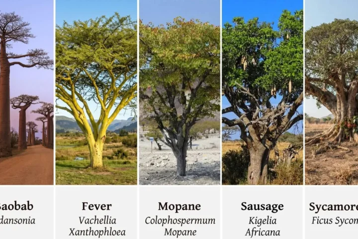 Africa’s trees are more than beautiful landmarks