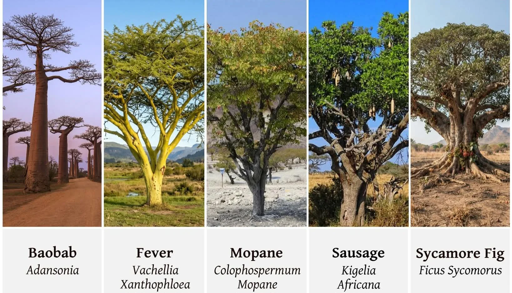 Africa’s trees are more than beautiful landmarks