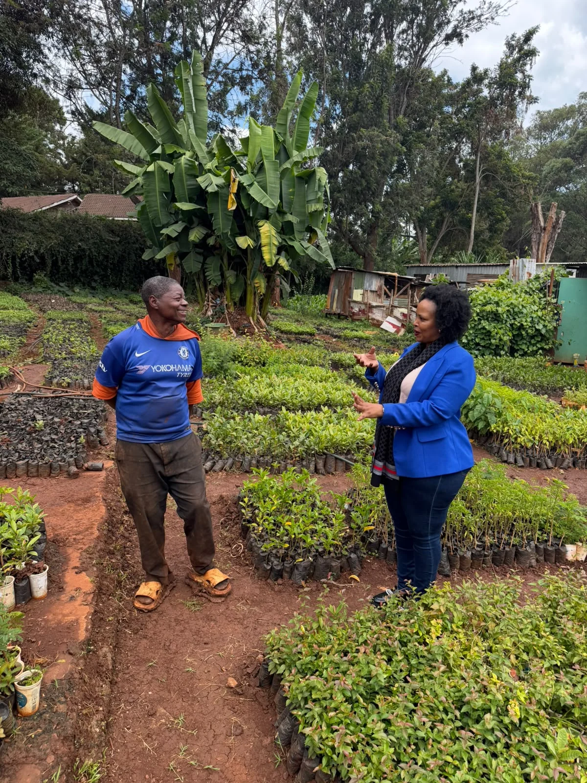 500 Assorted Fruit Trees to G-MSF