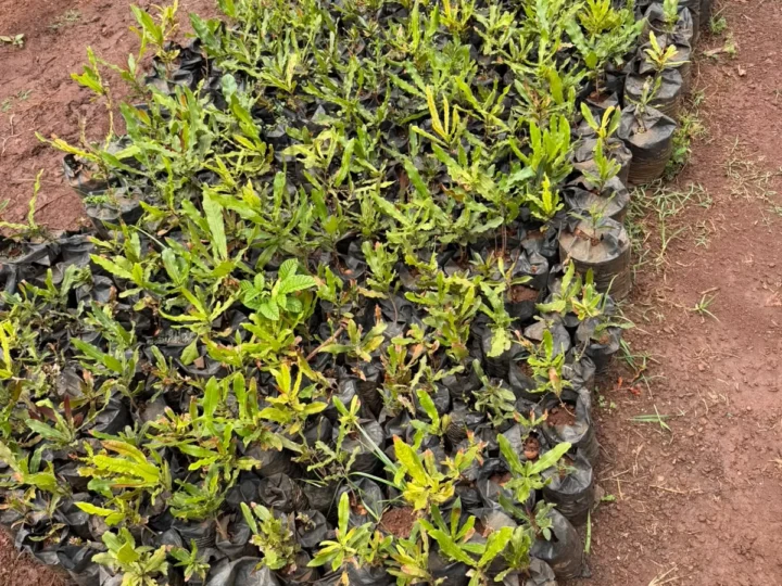 500 Assorted Fruit Trees to G-MSF – Photo 3