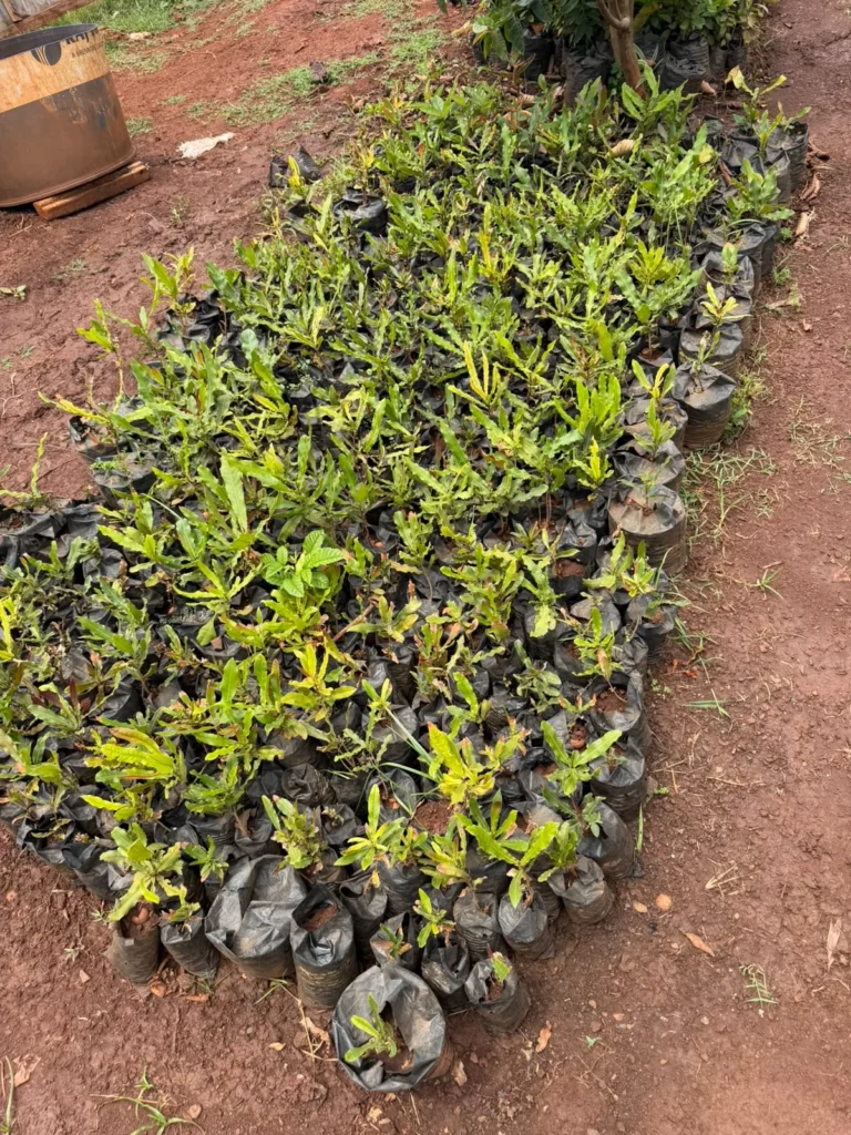 500 Assorted Fruit Trees to G-MSF – Photo 3