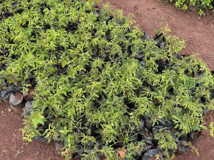 500 Assorted Fruit Trees to G-MSF – Photo 2