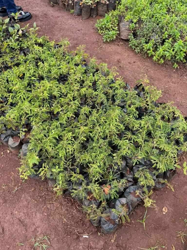 500 Assorted Fruit Trees to G-MSF – Photo 2