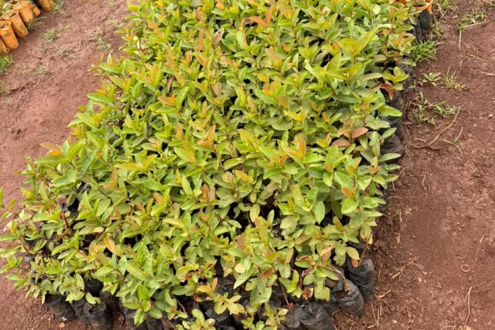 PREPARING FOR THE LONG RAINS