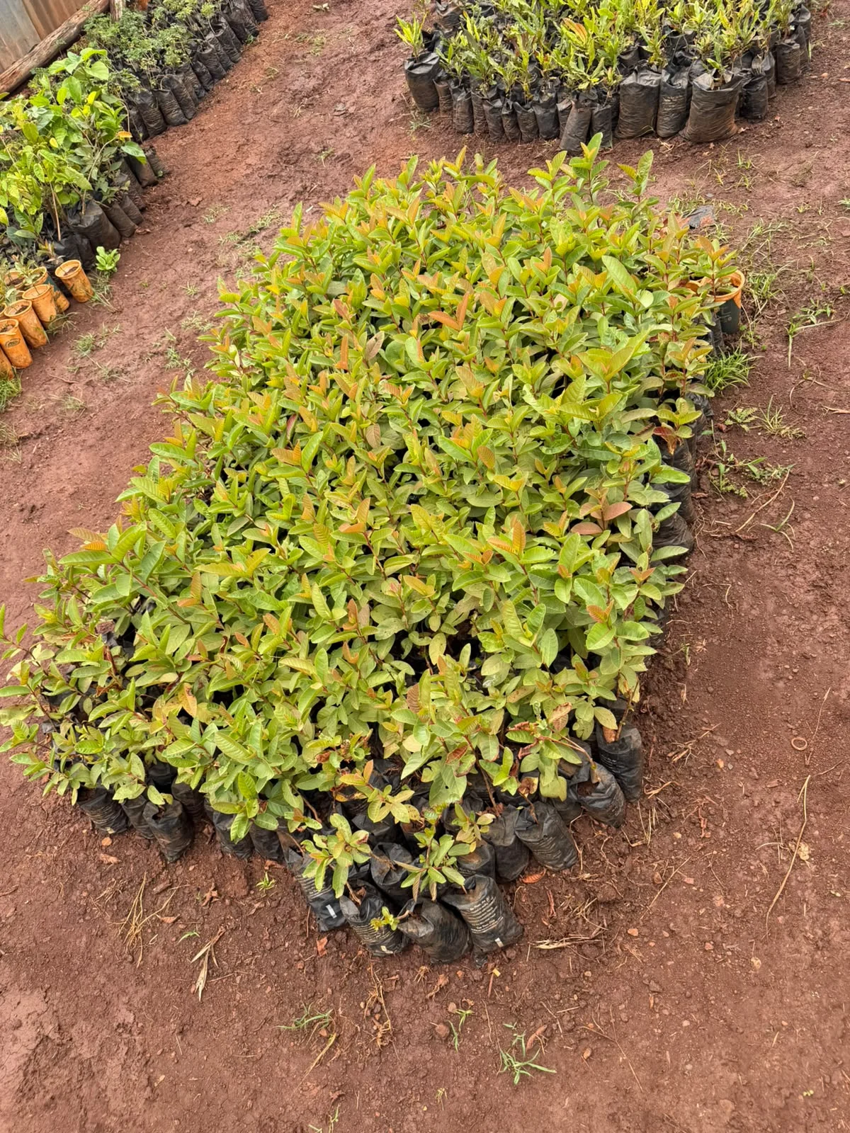 PREPARING FOR THE LONG RAINS