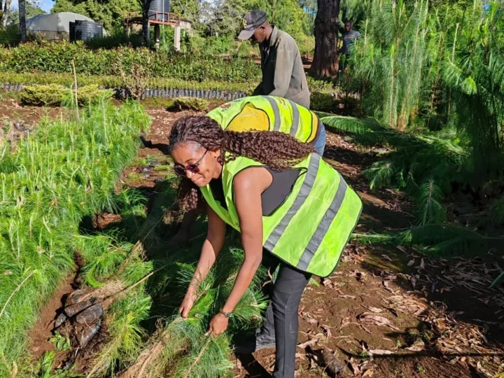 We’ve successfully corrected 5000 trees from Wanyerere True Nursery, KFS – Photo 4
