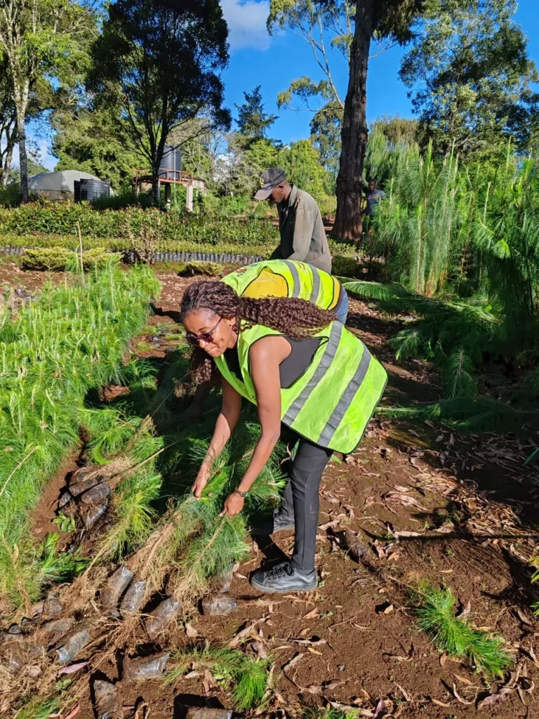 We’ve successfully corrected 5000 trees from Wanyerere True Nursery, KFS – Photo 4