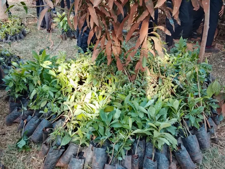 School Orchard at Gacharage Primary School – Photo 1
