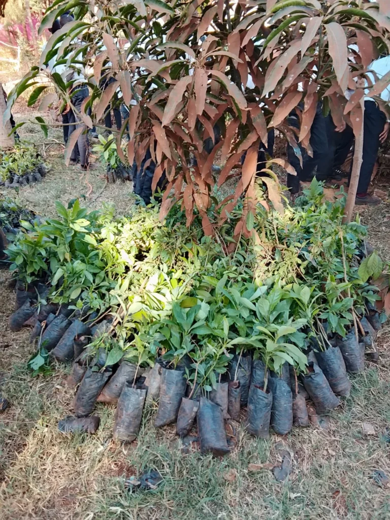 School Orchard at Gacharage Primary School – Photo 1