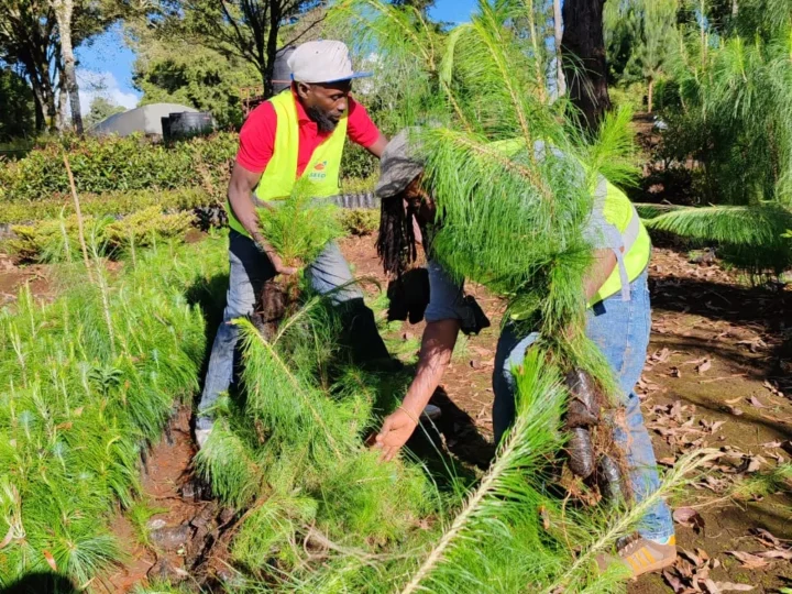 We’ve successfully corrected 5000 trees from Wanyerere True Nursery, KFS – Photo 5