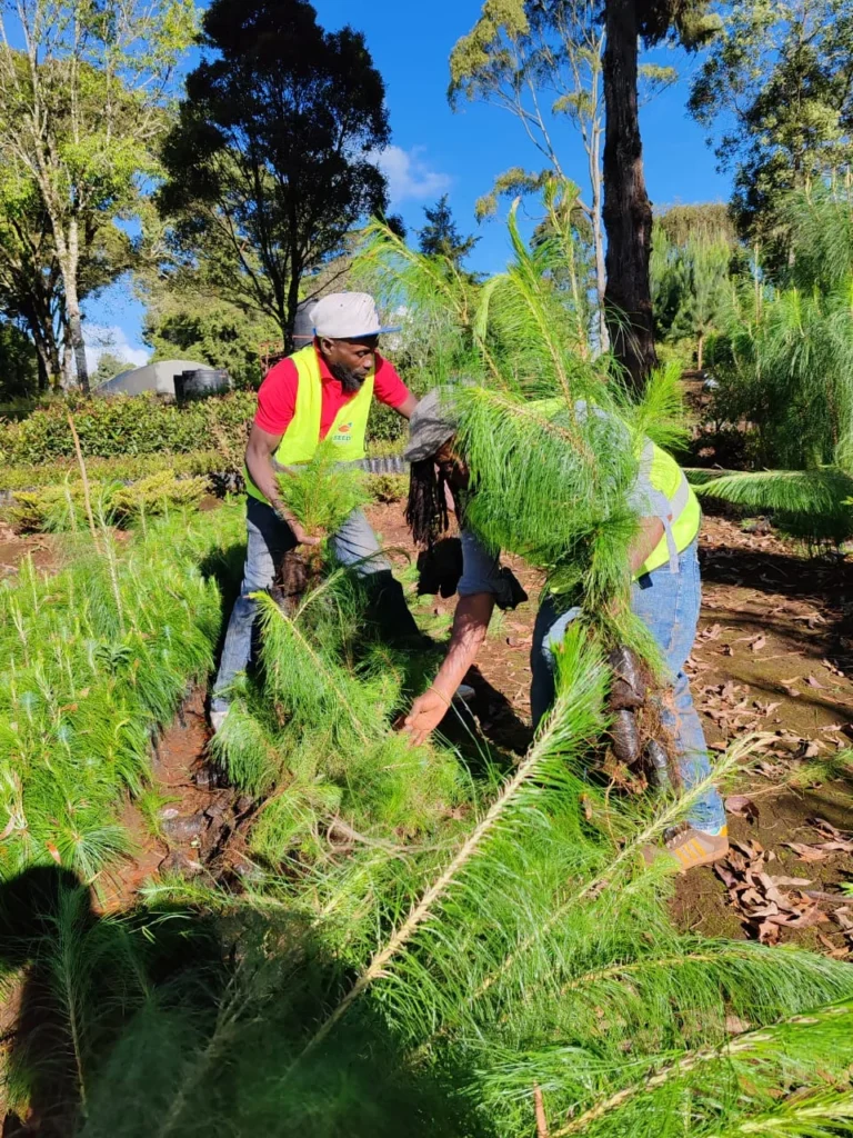 We’ve successfully corrected 5000 trees from Wanyerere True Nursery, KFS – Photo 5