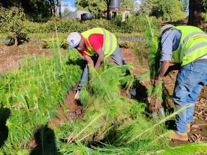 We’ve successfully corrected 5000 trees from Wanyerere True Nursery, KFS – Photo 3