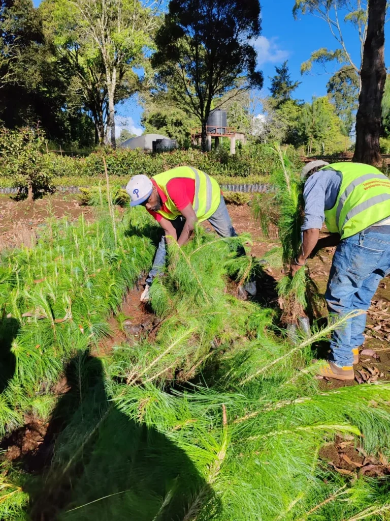 We’ve successfully corrected 5000 trees from Wanyerere True Nursery, KFS – Photo 3