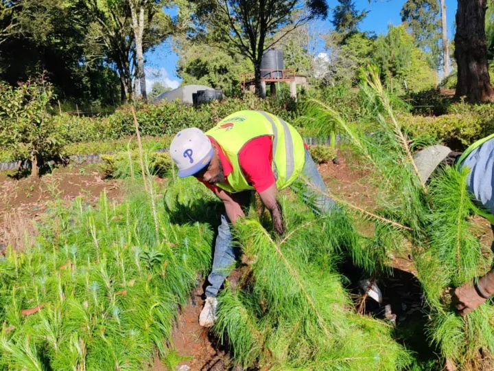 We’ve successfully corrected 5000 trees from Wanyerere True Nursery, KFS – Photo 2