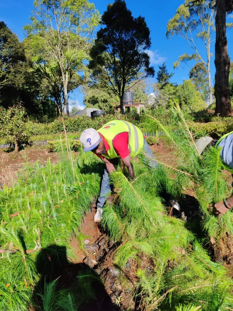We’ve successfully corrected 5000 trees from Wanyerere True Nursery, KFS – Photo 2