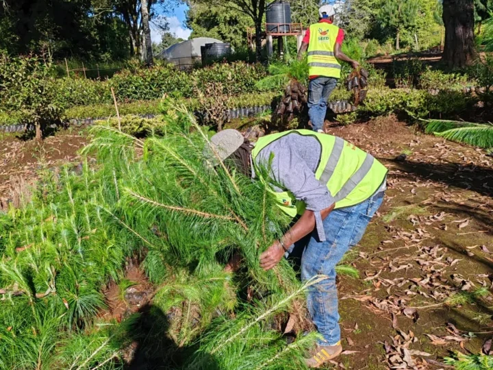 We’ve successfully corrected 5000 trees from Wanyerere True Nursery, KFS – Photo 1