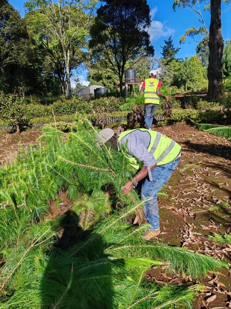 We’ve successfully corrected 5000 trees from Wanyerere True Nursery, KFS – Photo 1