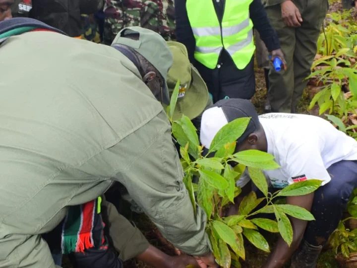 10,000 TREES PLANTED THIS MAZINGIRA DAY! – Photo 13