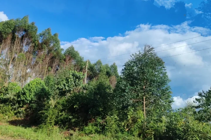 Forests and Climate Change