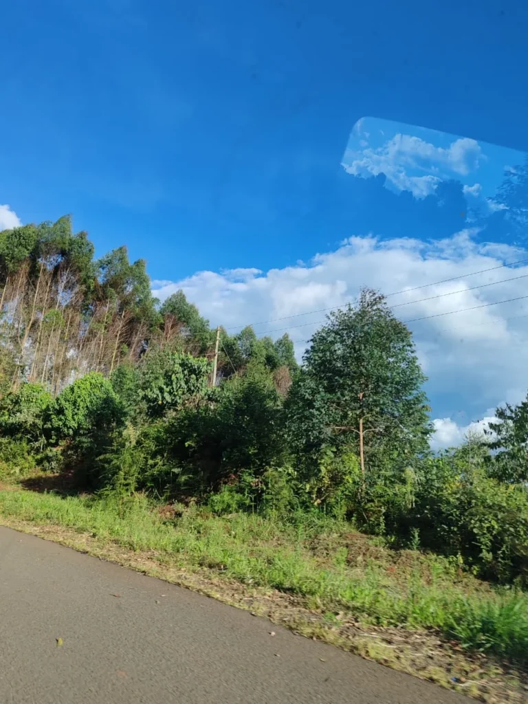 Forests and Climate Change
