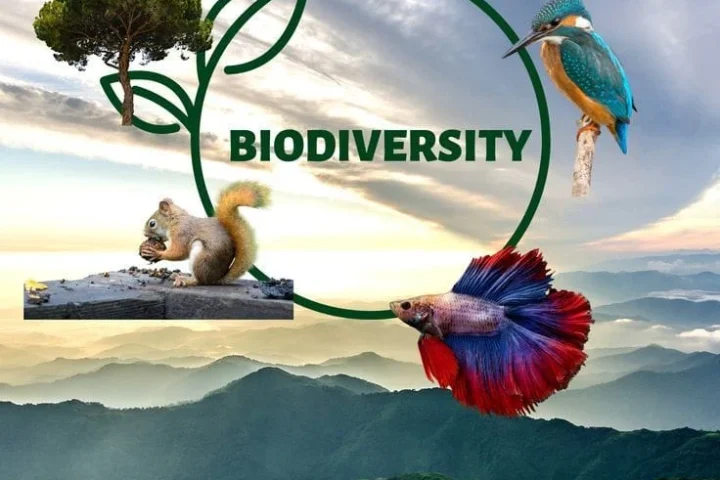 What is Biodiversity?