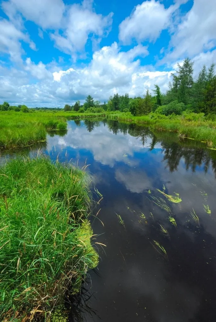 DID YOU KNOW? Wetlands and rivers need our protection