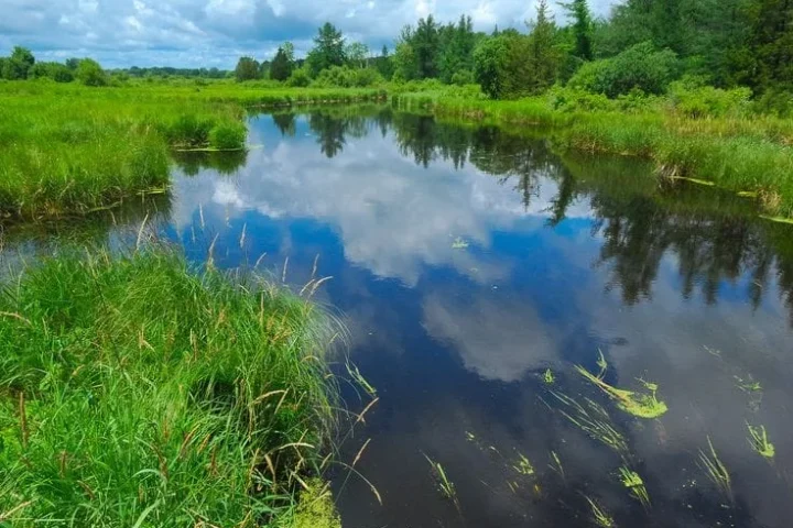 DID YOU KNOW? Wetlands and rivers need our protection