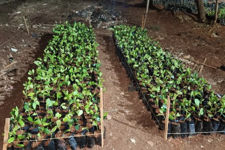 Why Ficus Microcarpa?