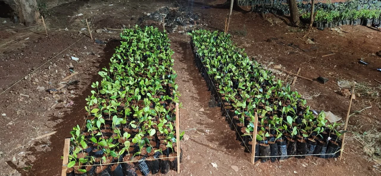 Why Ficus Microcarpa?