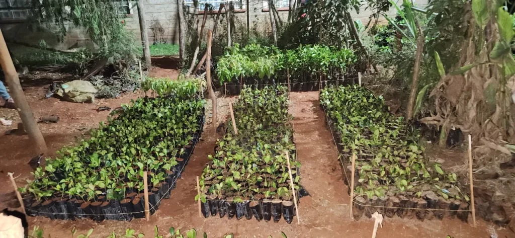 Why Ficus Microcarpa? – Photo 5