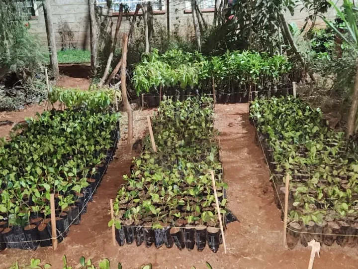 Why Ficus Microcarpa? – Photo 5