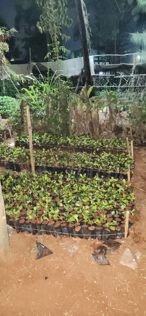 Why Ficus Microcarpa? – Photo 4