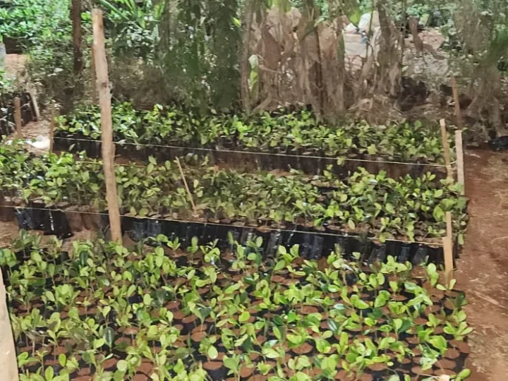 Why Ficus Microcarpa? – Photo 4